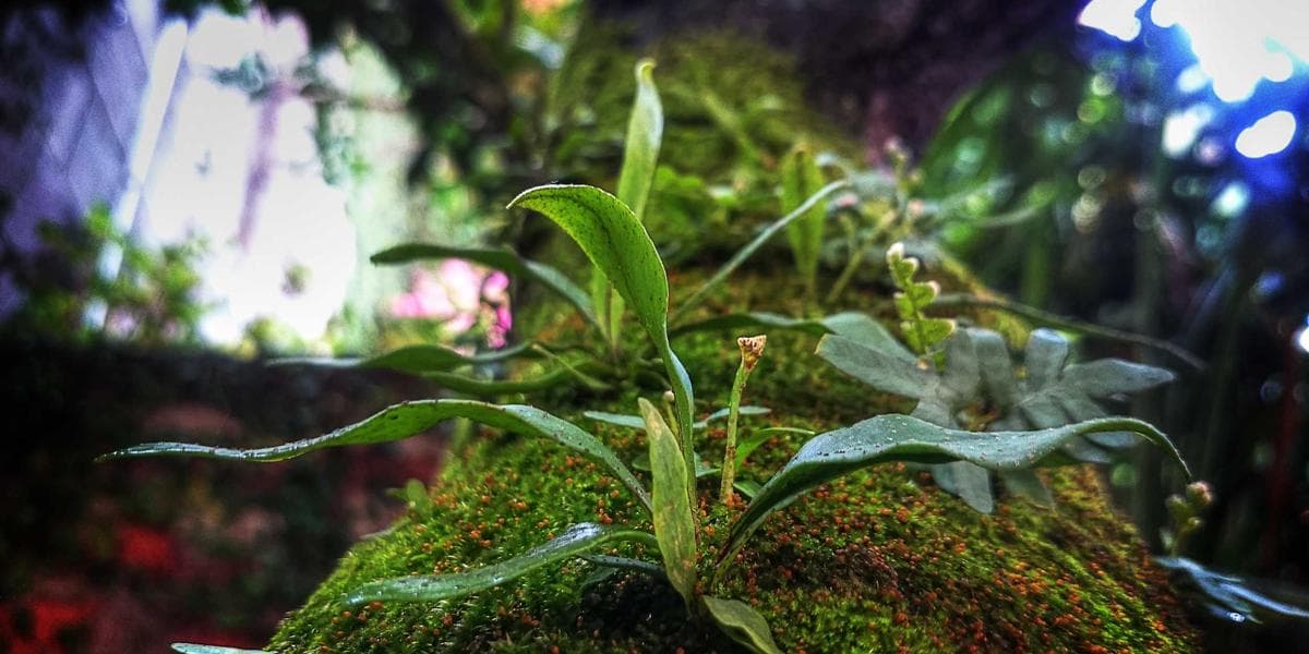 红楼·葬花